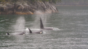 ORCAS