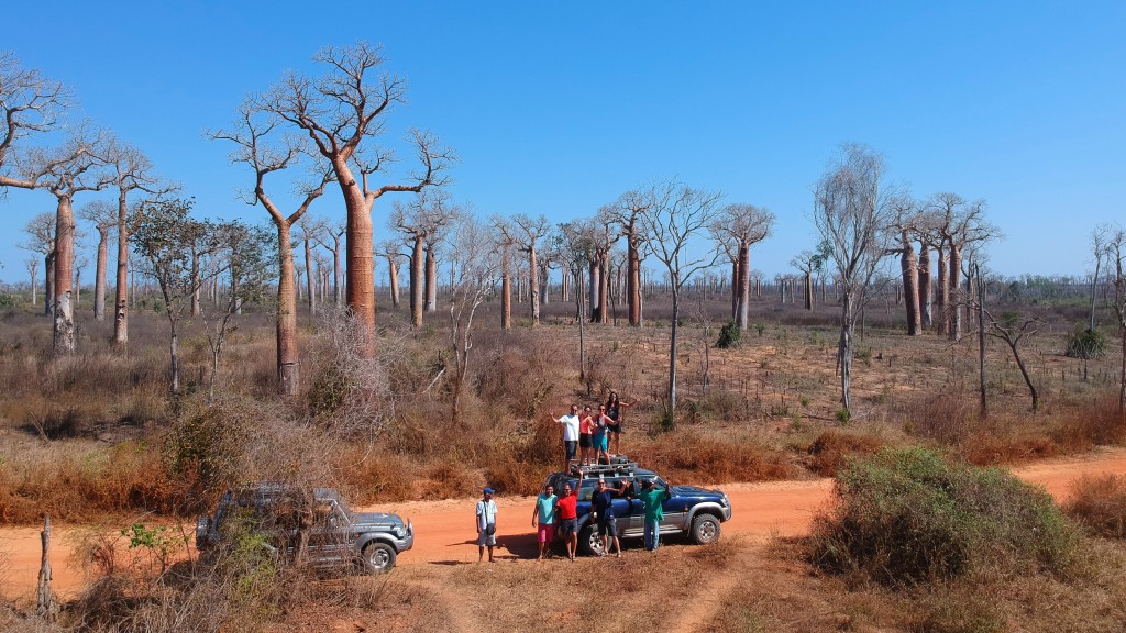 Bosque de Baobabs